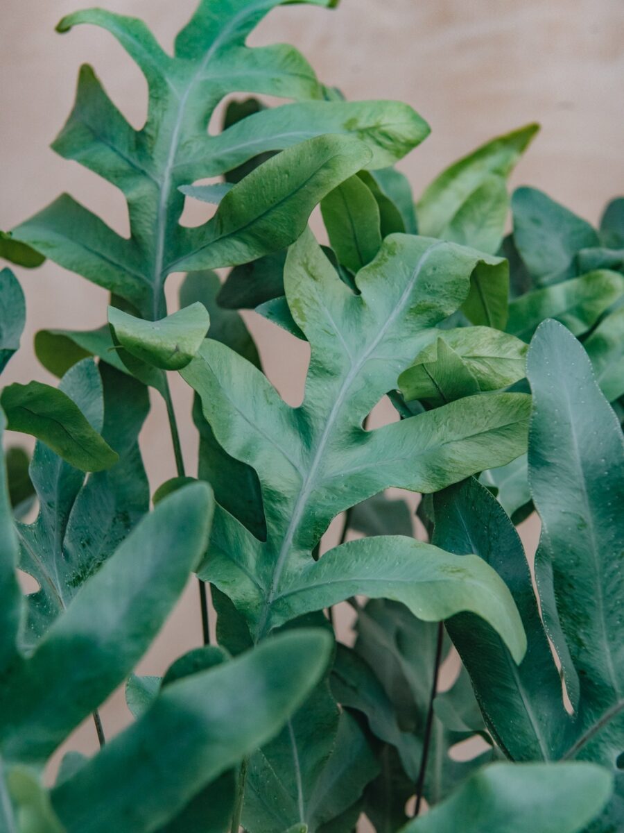 Phlebodium aurem Blue Star