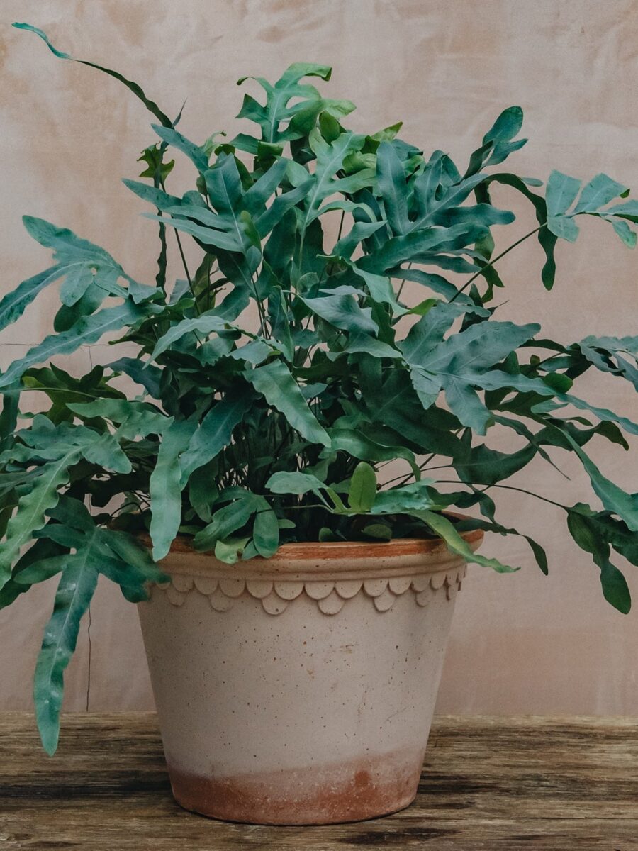 Geltonasis kiškiapapartis