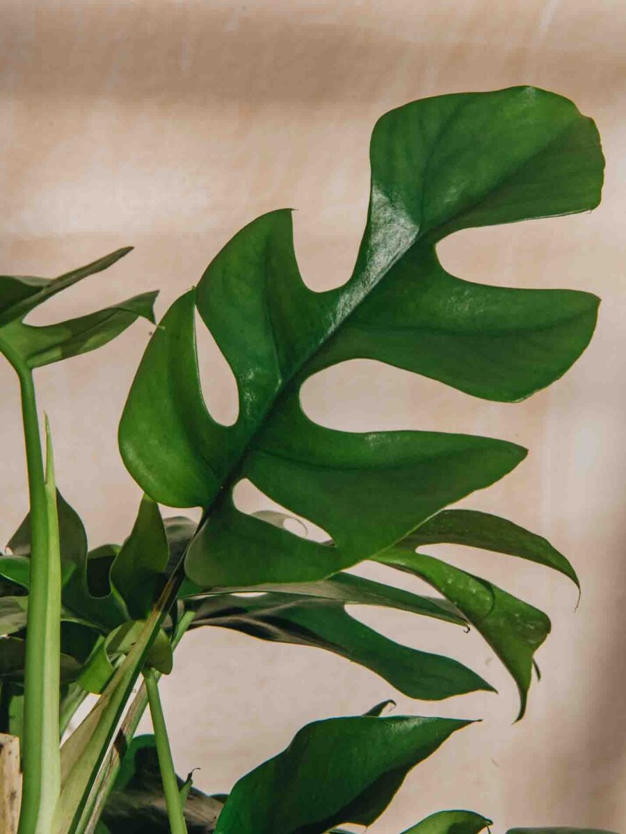 Rhaphidophora Tetrasperma