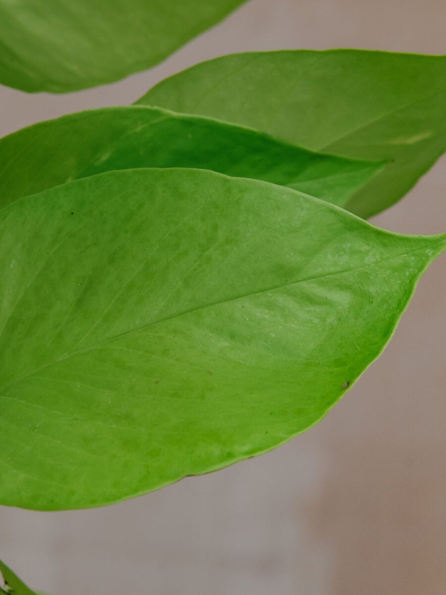 Scindapsus Golden Pothos