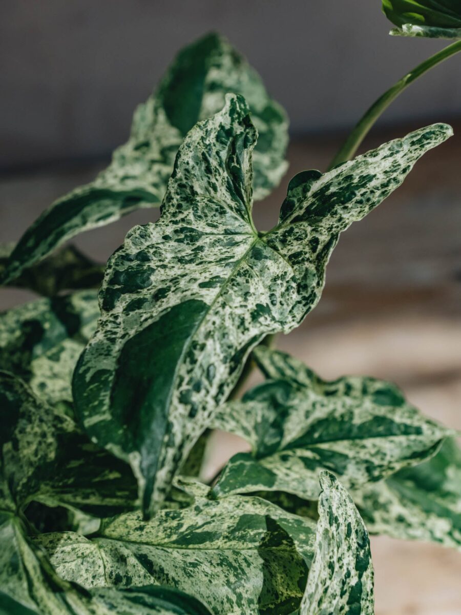 Syngonium Mottled