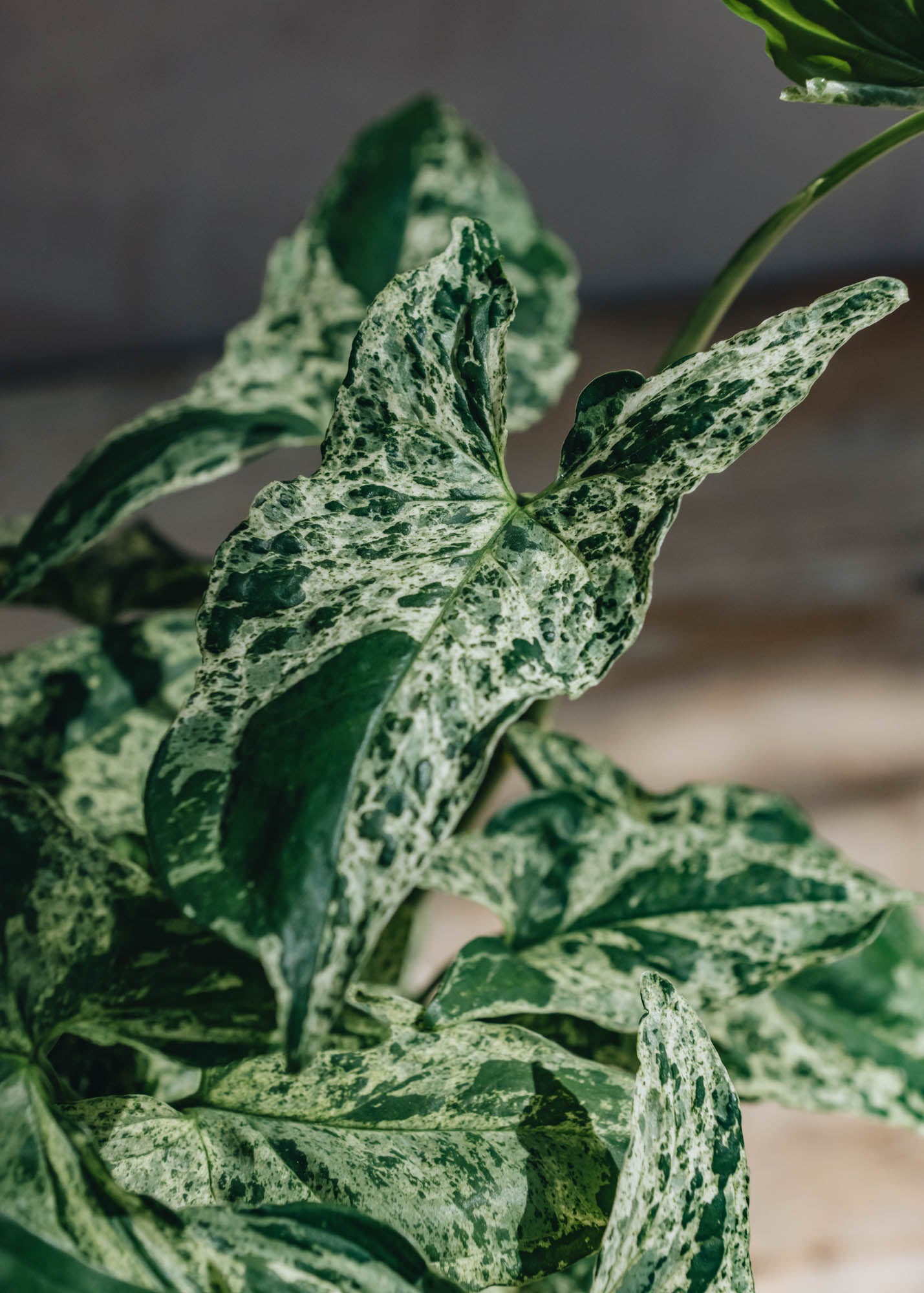 Syngonium Mottled