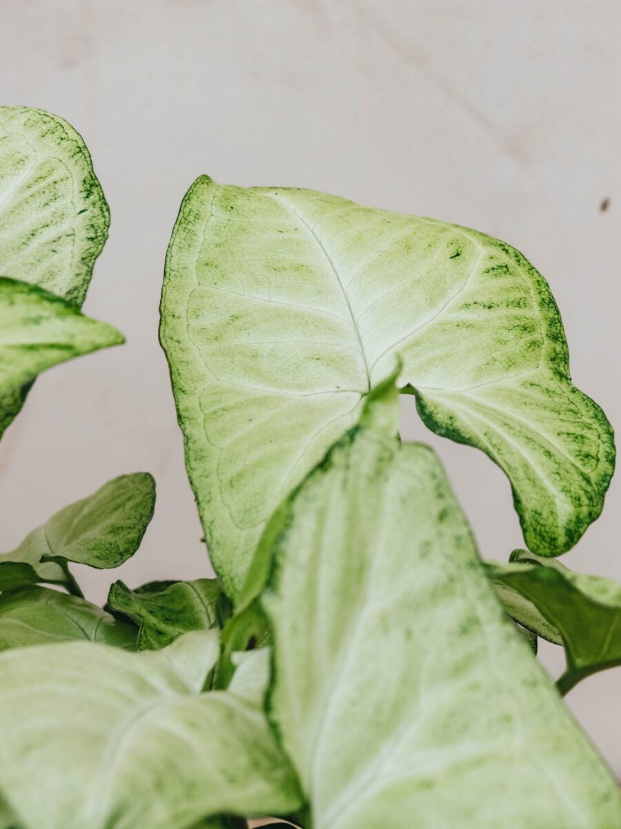 Syngonium White Butterfly