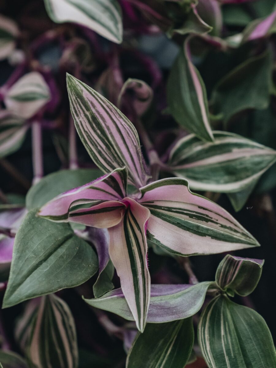 Tradescantia fluminensis Quadricolor