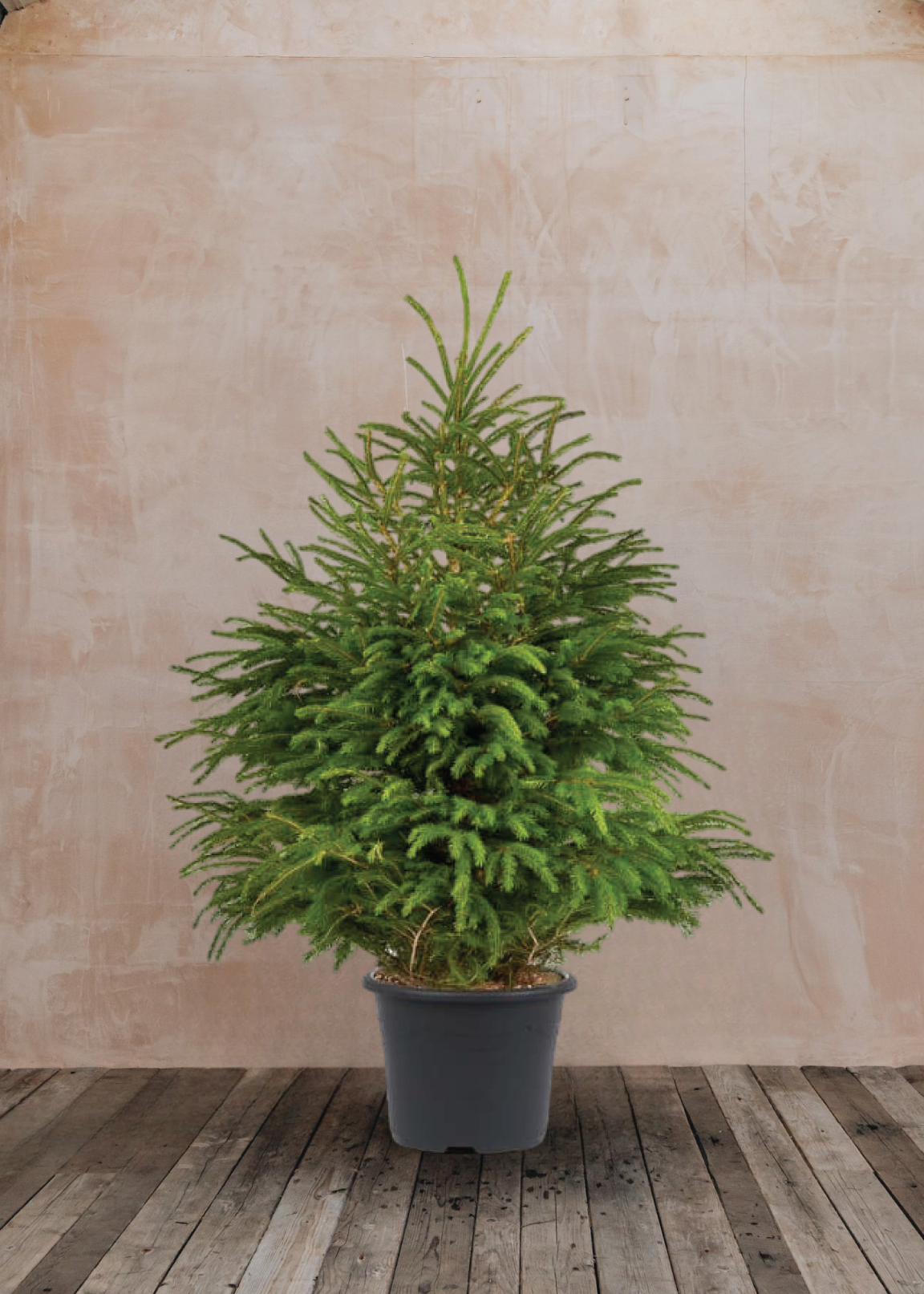 Kvepianti lietuviška eglutė vazone