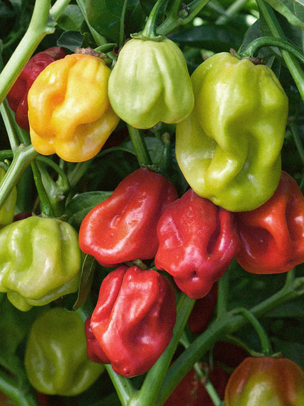 Čili pipirai Habanero Tropical, sėklos