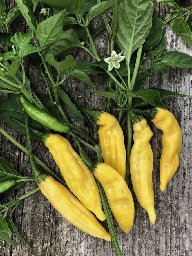 Čili pipirai Hot Lemon, sėklos