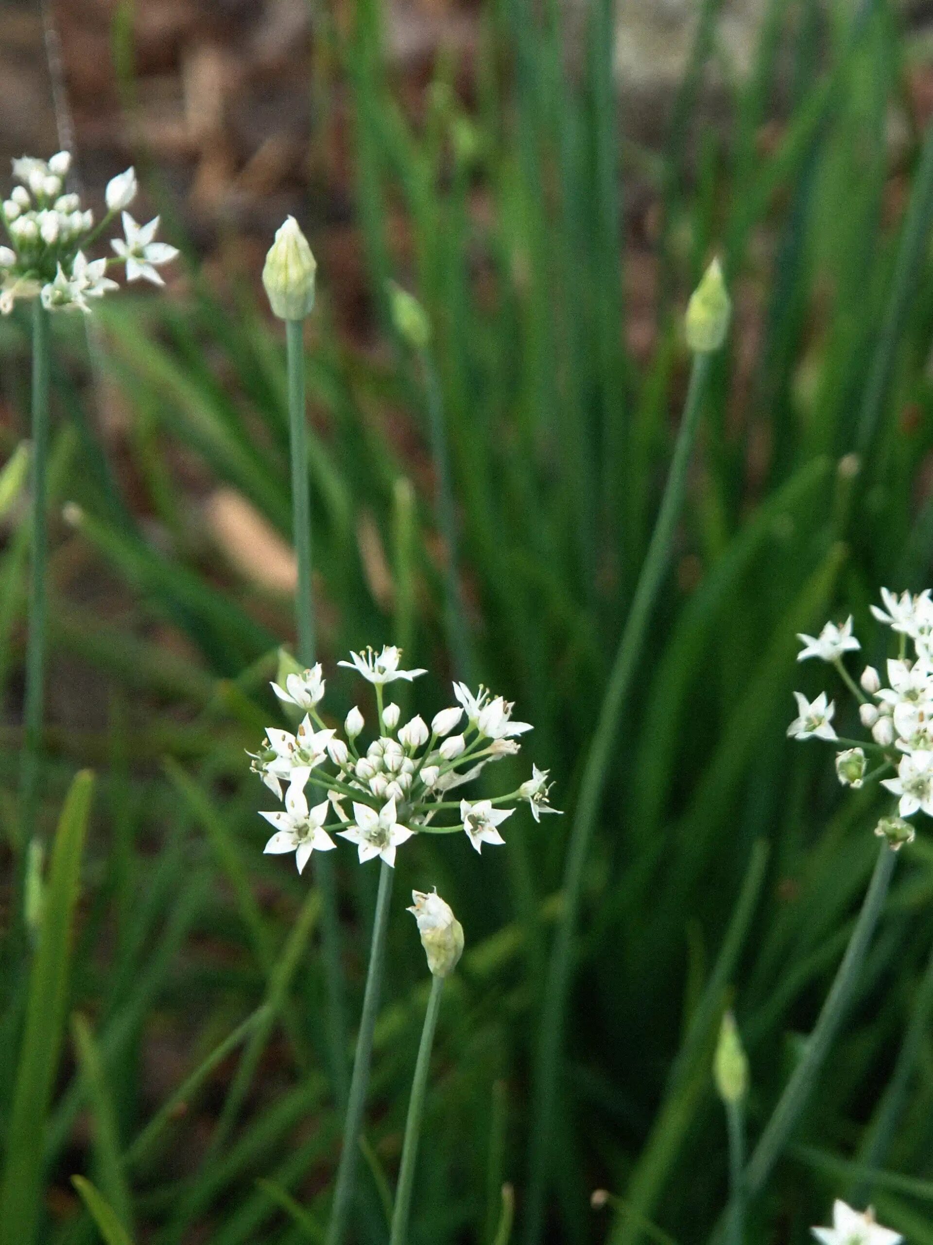 Kinų češnakai, sėklos