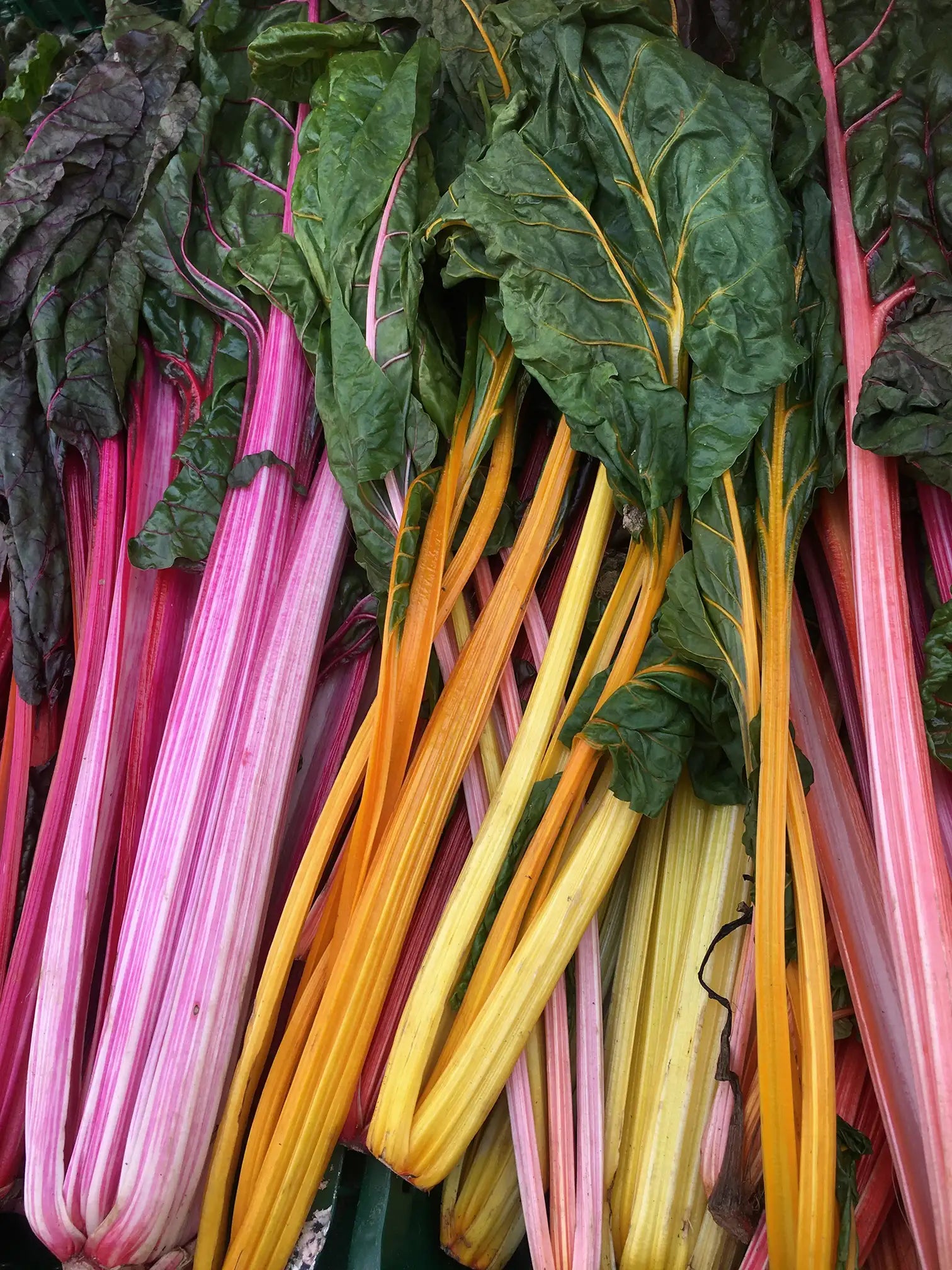 Špinatai Mangold Bright Lights, sėklos