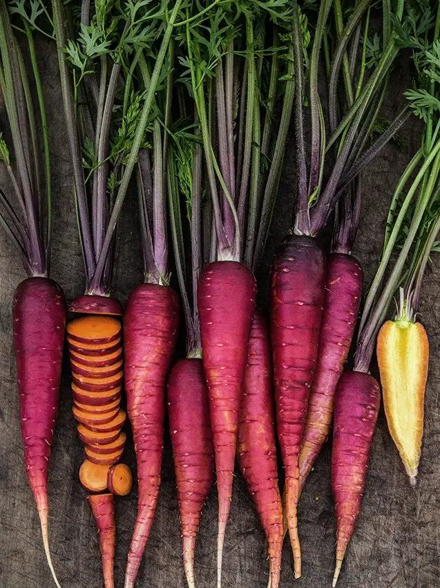 Morkos Purple Dragon, sėklos