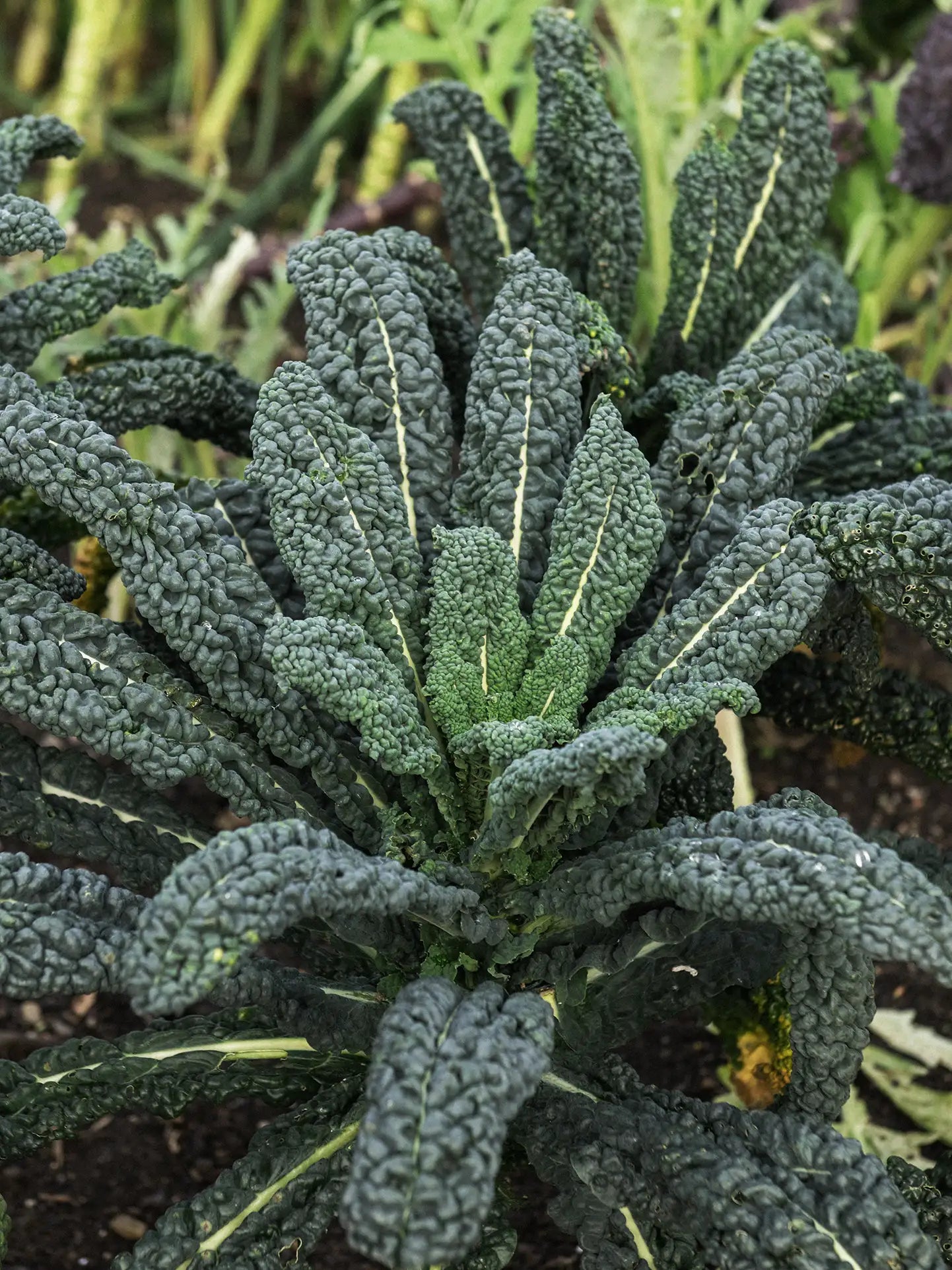 Kopūstai Nero di Toscana, sėklos