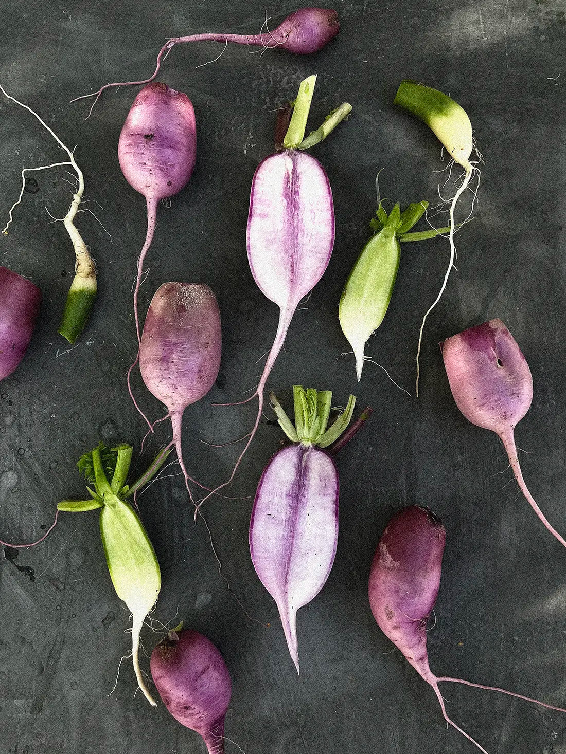 Ridikas Daikon KN BRAVO F1, sėklos - Image 4