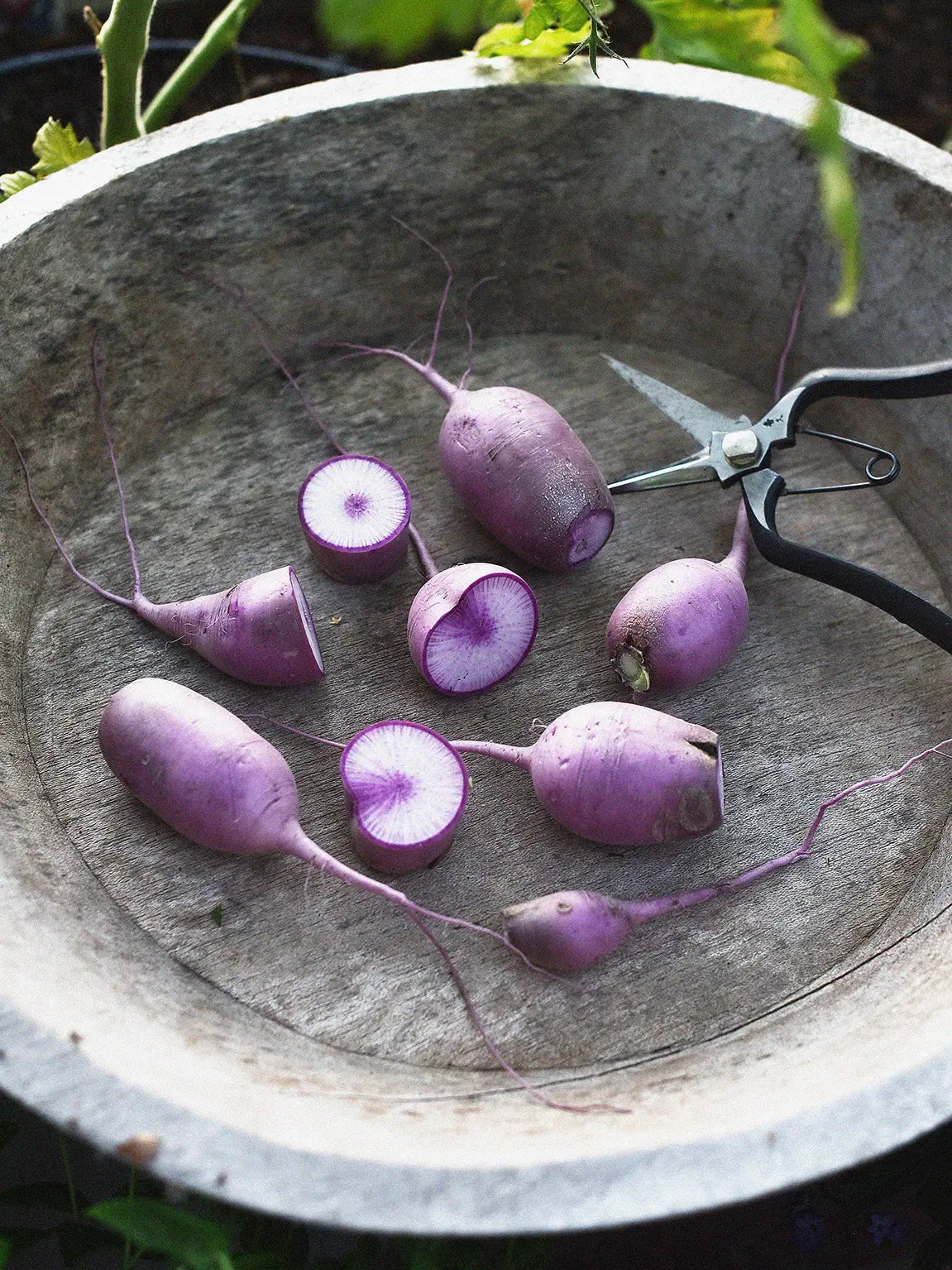 Ridikas Daikon KN BRAVO F1, sėklos - Image 2