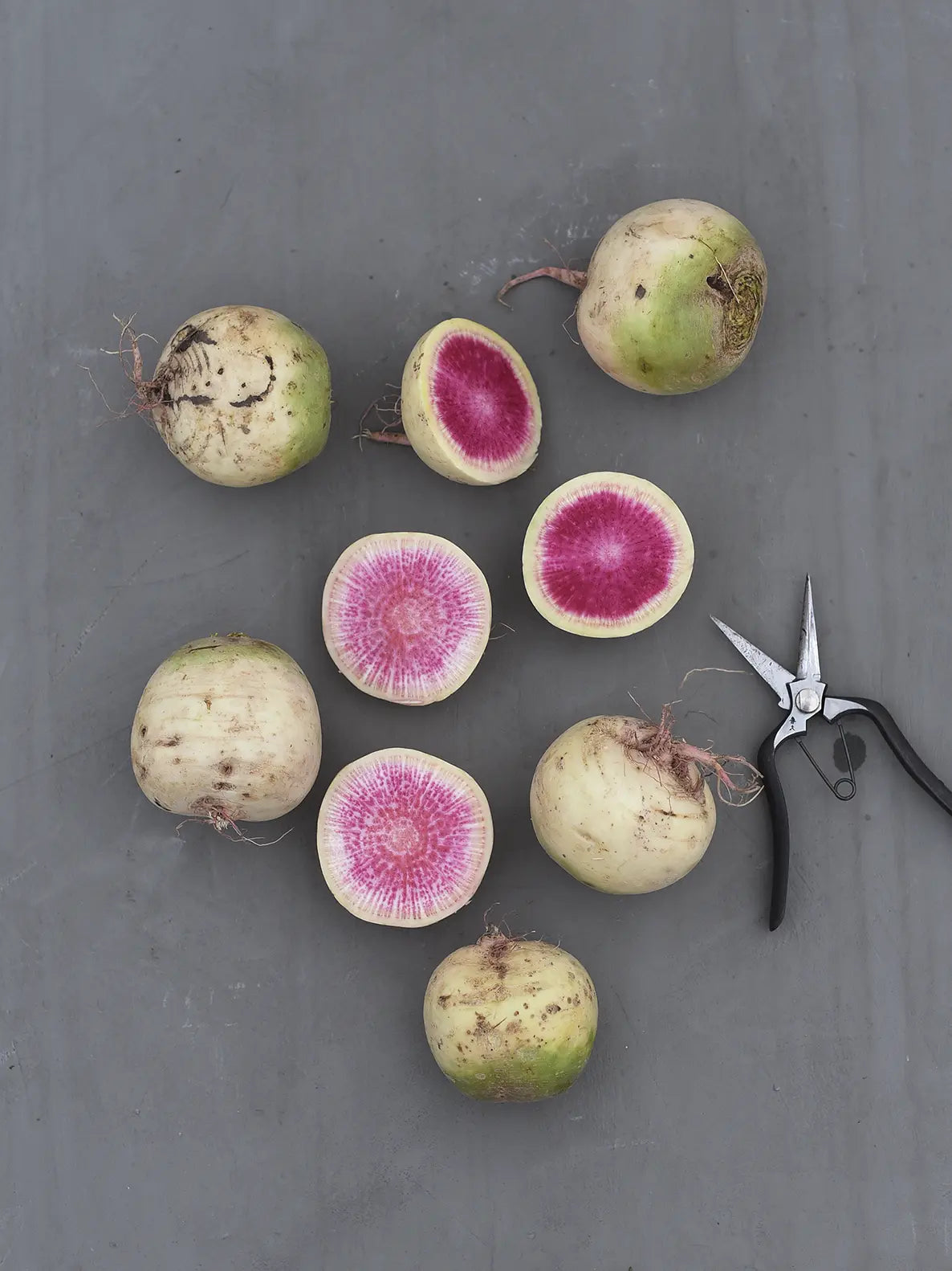 Ridikai Daikon Red Meat, sėklos