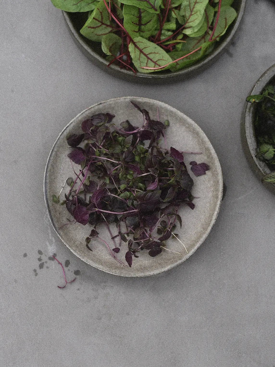 Ridikų lapai Sango Purple, sėklos, sėklos