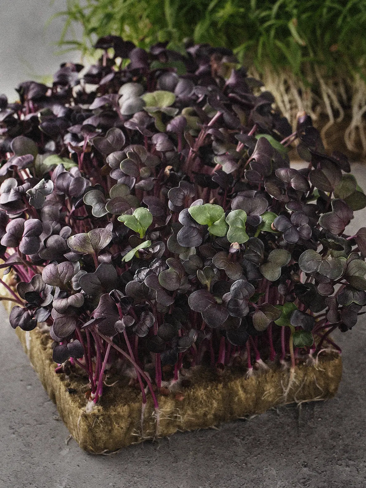 Ridikų lapai Sango Purple, sėklos, sėklos - Image 2