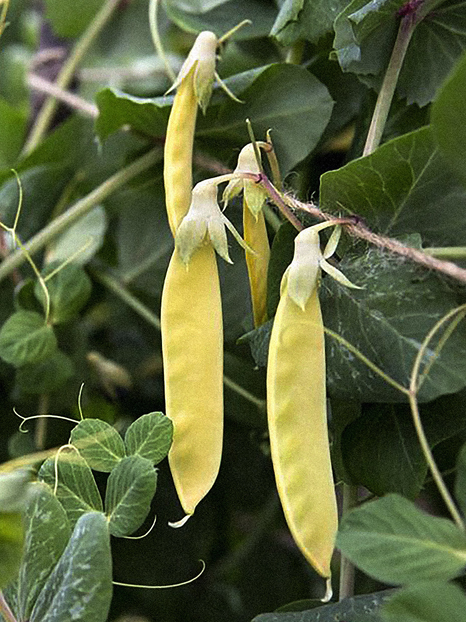 Cukrinis žirnis Golden Sweet, sėklos