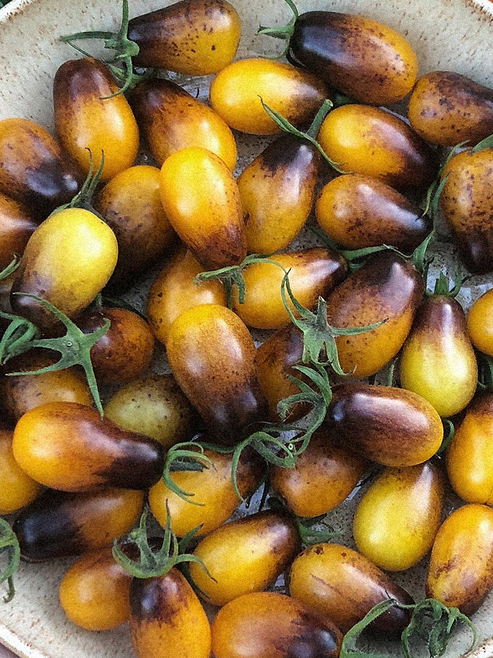 Pomidorai Indigo Kumquat, sėklos