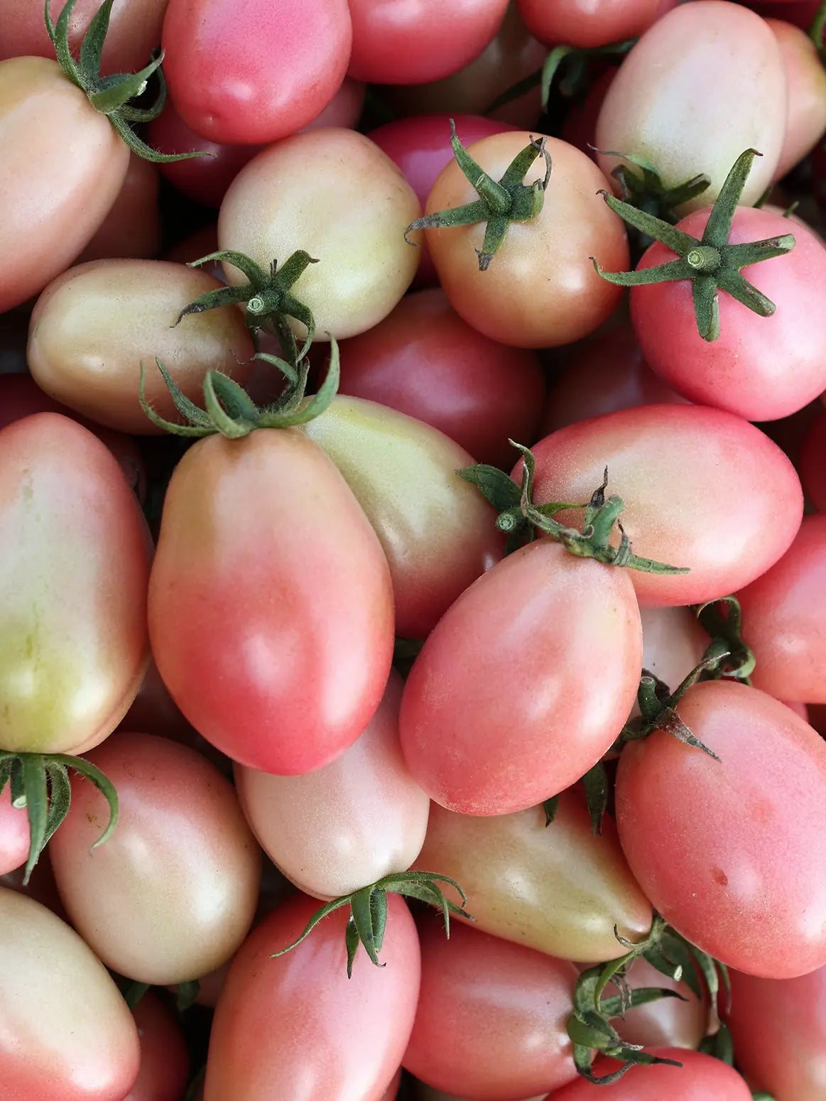 Pomidorai Pink Thai Egg, sėklos