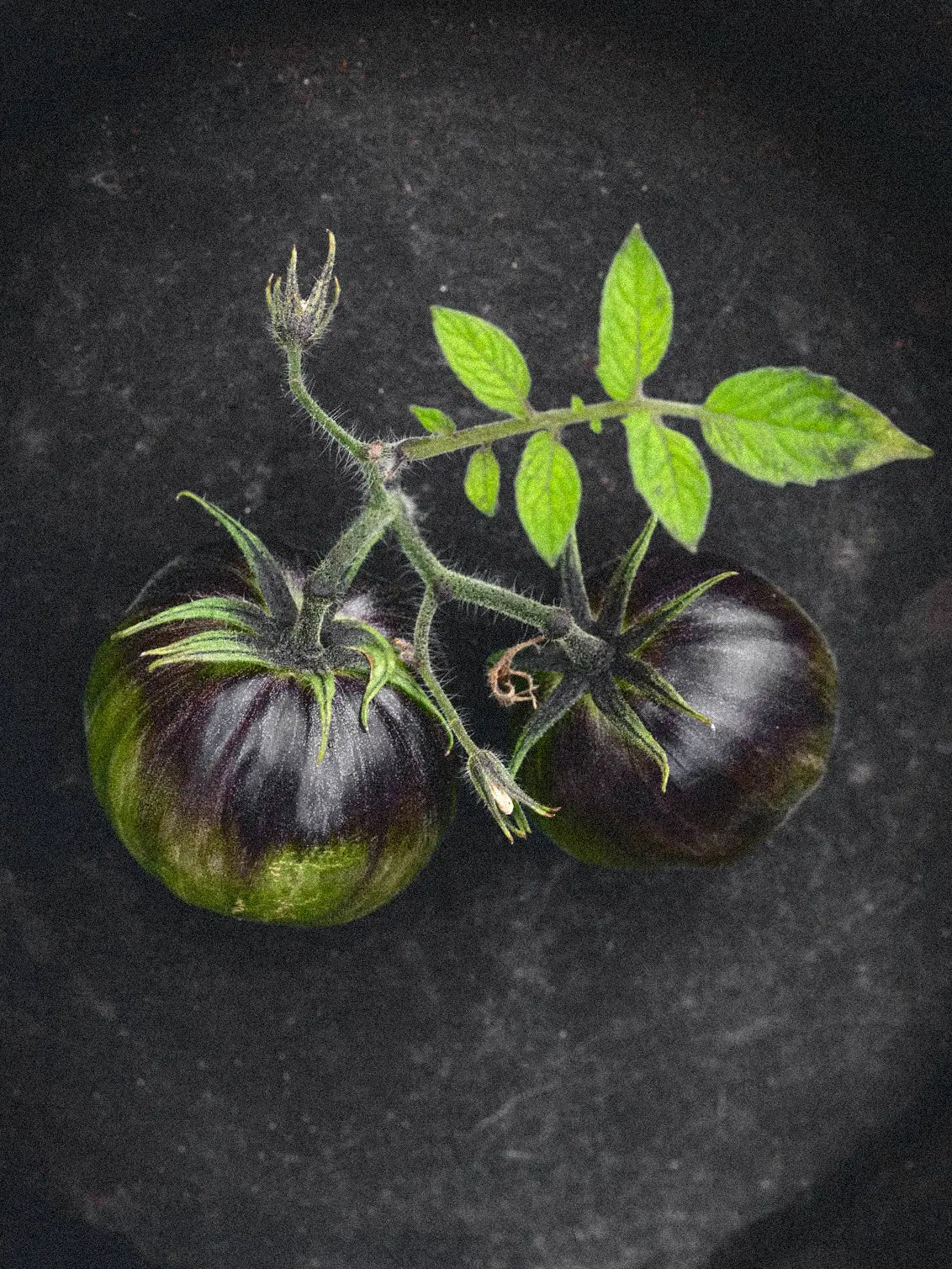 Pomidorai Xanadu Green Goddess, sėklos