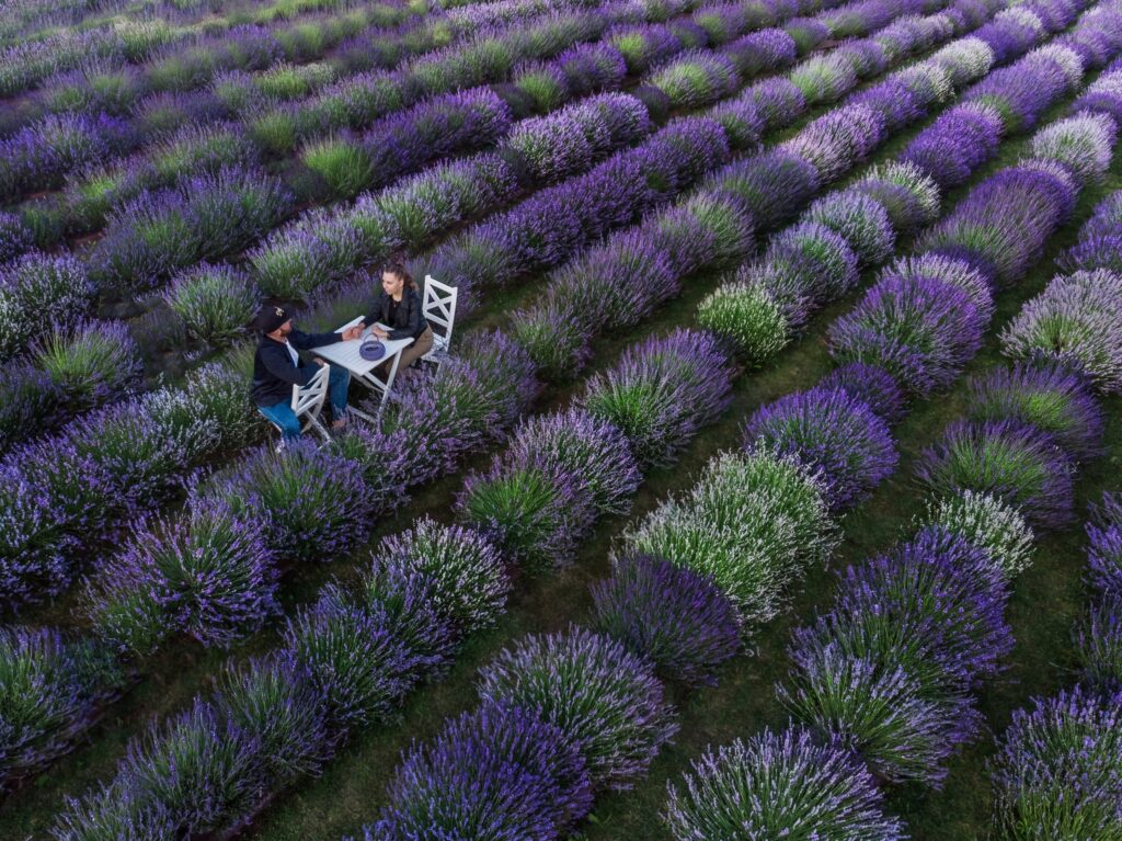 Kvapą gniaužiantys levandų laukai, kuriuos verta aplankyti Lietuvoje