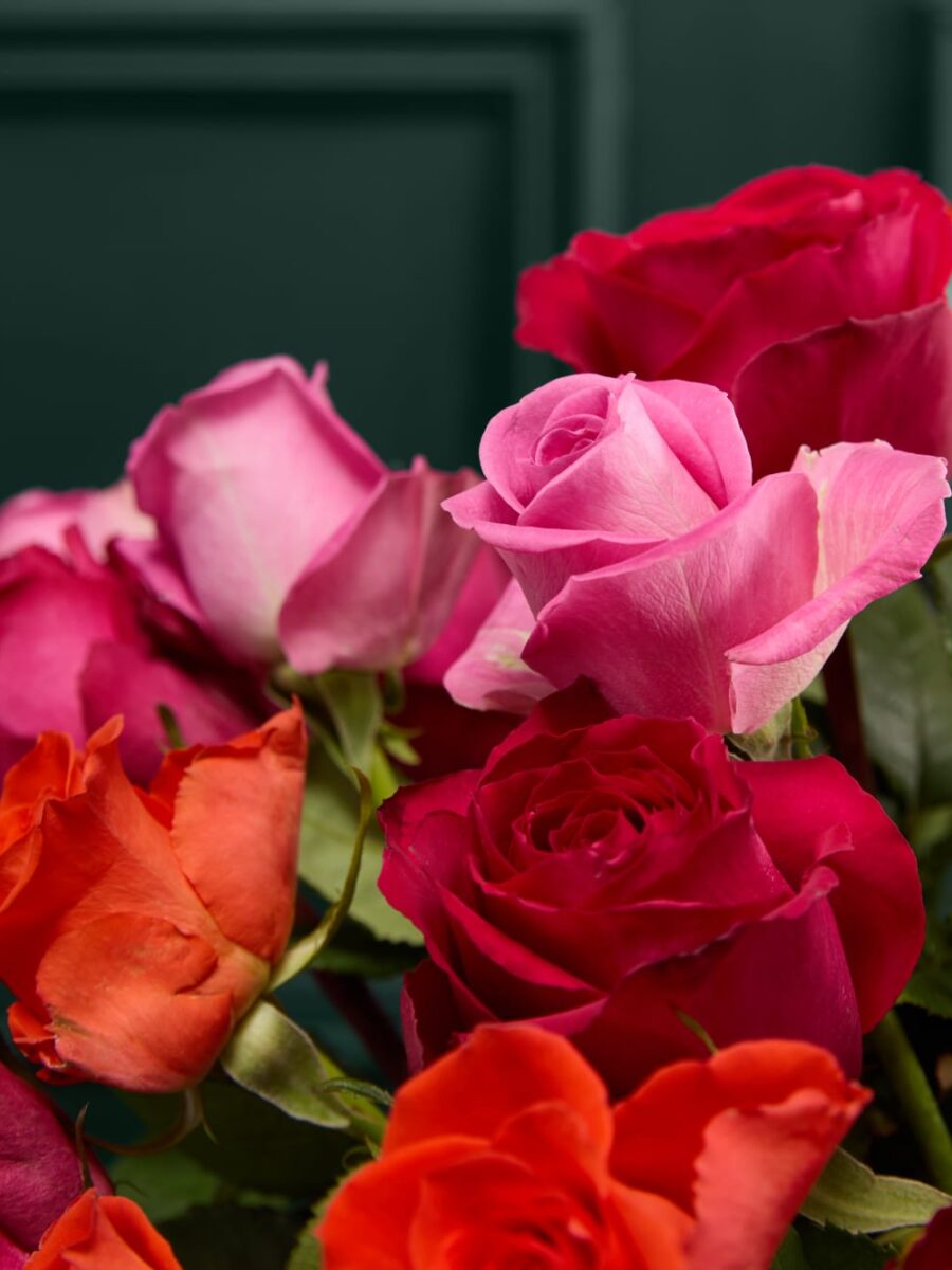 Ryškiaspalvių raudonų ir rožinių rožių puokštė