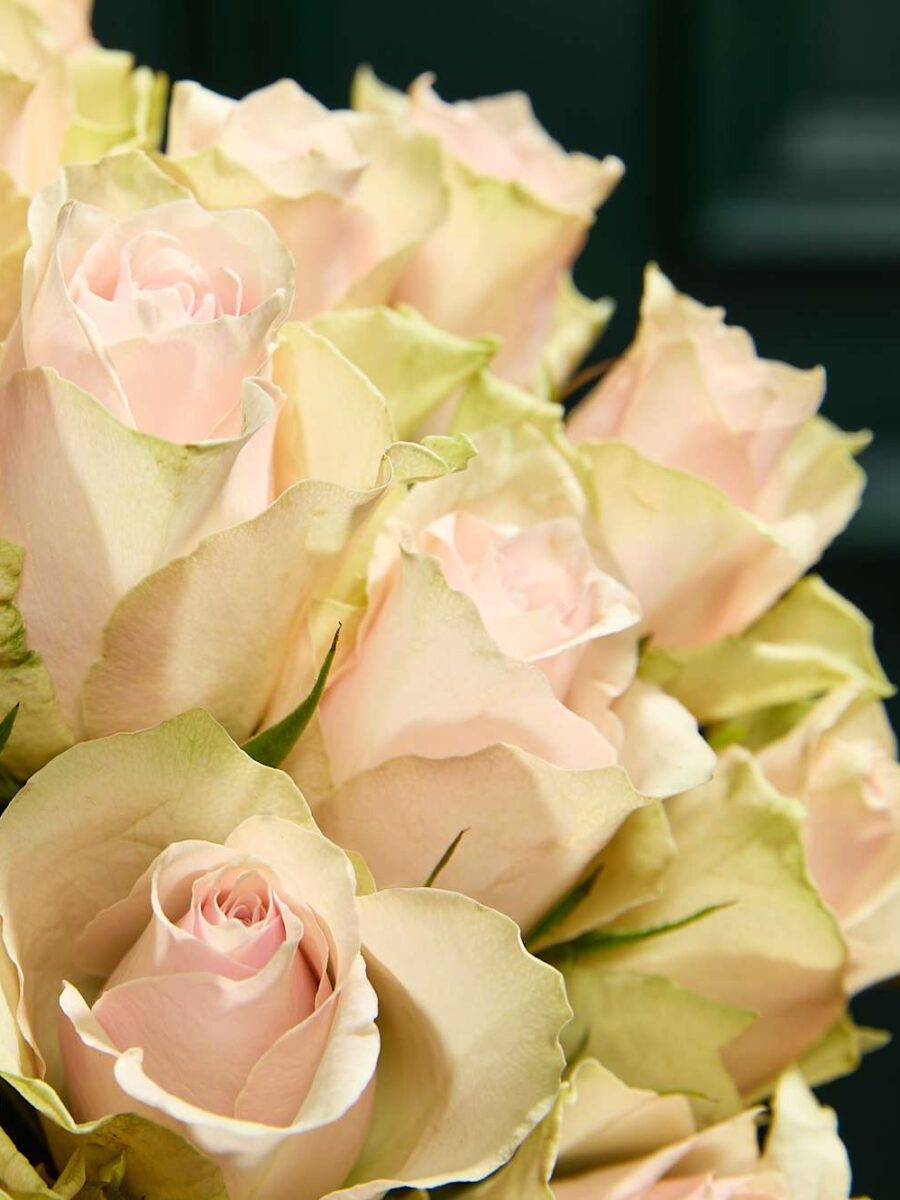 Švelniai rožinių rožių puokštė