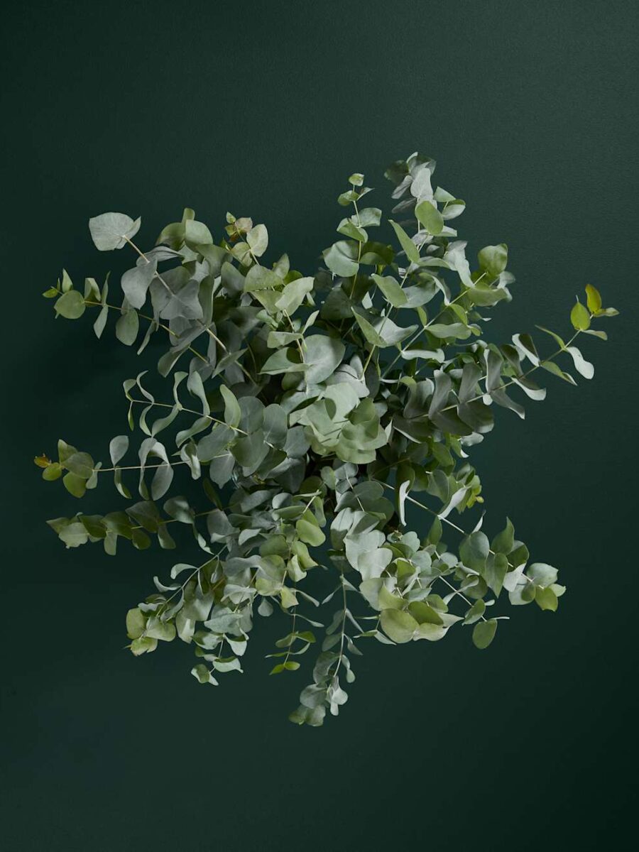 Eukalipto gėlių puokštė