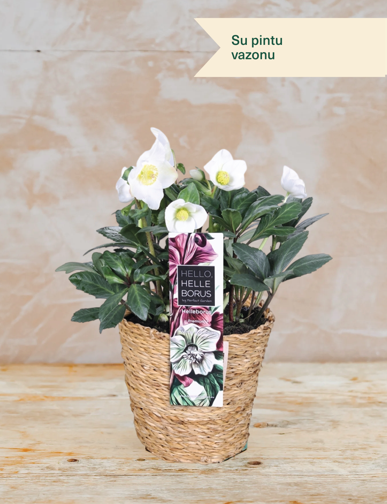 Heleboras, Kalėdų rožė, vazoninis augalas su pintu vazonu