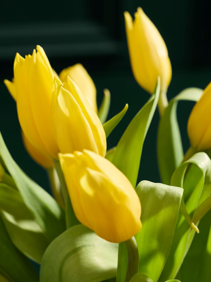 Geltonų tulpių gėlių puokštė