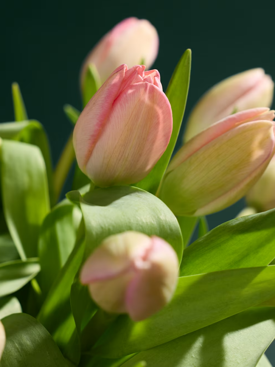 Rožinių tulpių gėlių puokštė