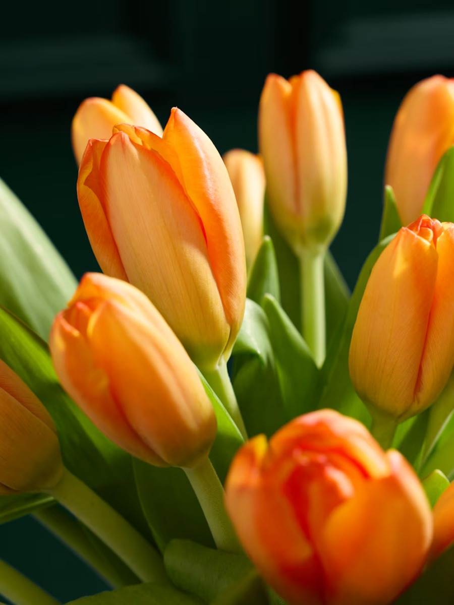 Oranžinių tulpių gėlių puokštė