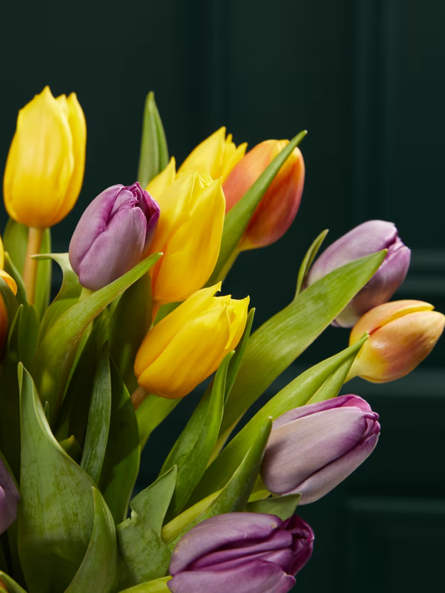 Ryškiaspalvių ir įvairiaspalvių tulpių gėlių puokštė