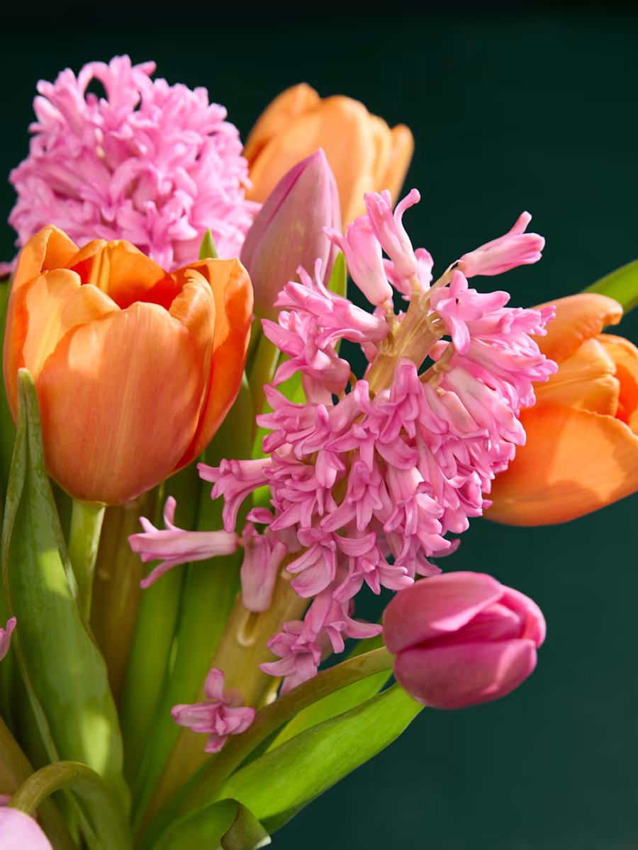 Rožinių hiacintų ir įvairiaspalvių tulpių gėlių puokštė