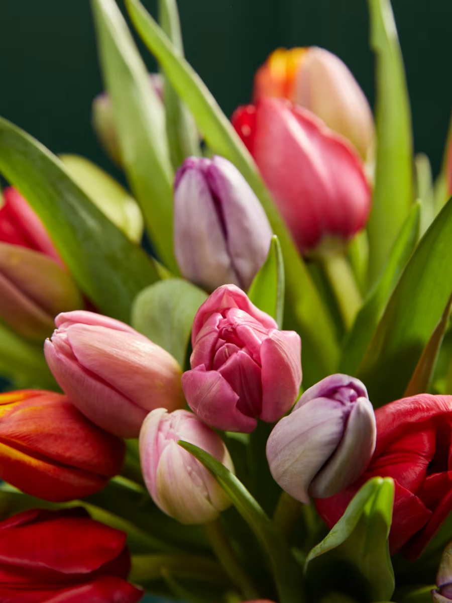 Pilnavidurių ir paprastų tulpių gėlių puokštė