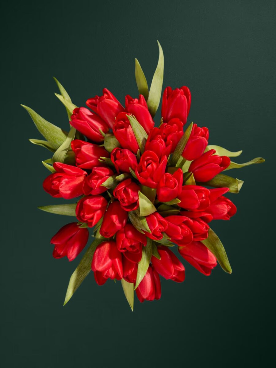 Raudonspalvių tulpių gėlių puokštė