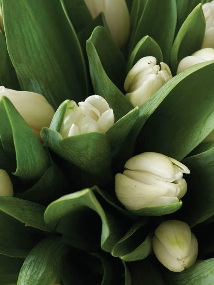 Baltų tulpių gėlių puokštė