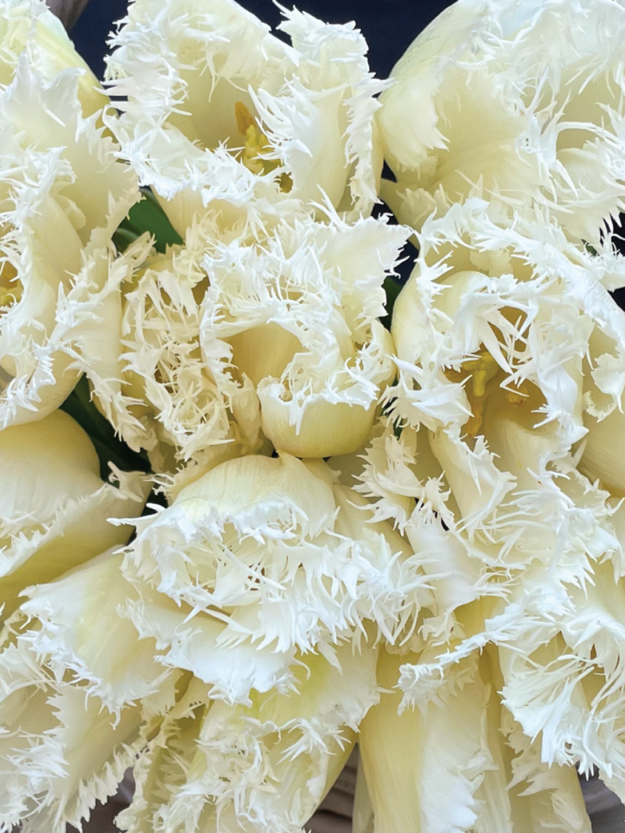 Karpytų, baltų tulpių gėlių puokštė