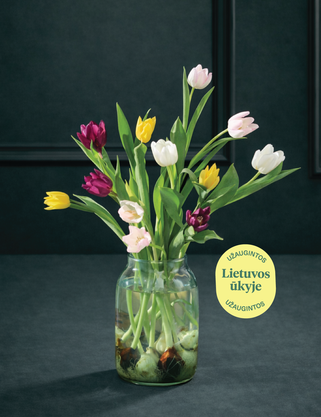 Įvairiaspalvių, lietuviškų tulpių gėlių puokštė, su svogūnėliais