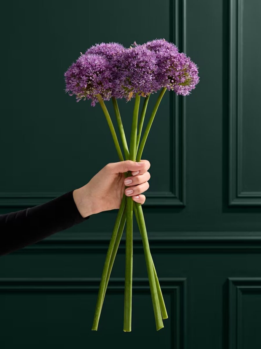 Kvepiančių, purpurinės spalvos dekoratyvinių česnakų gėlių puokštė