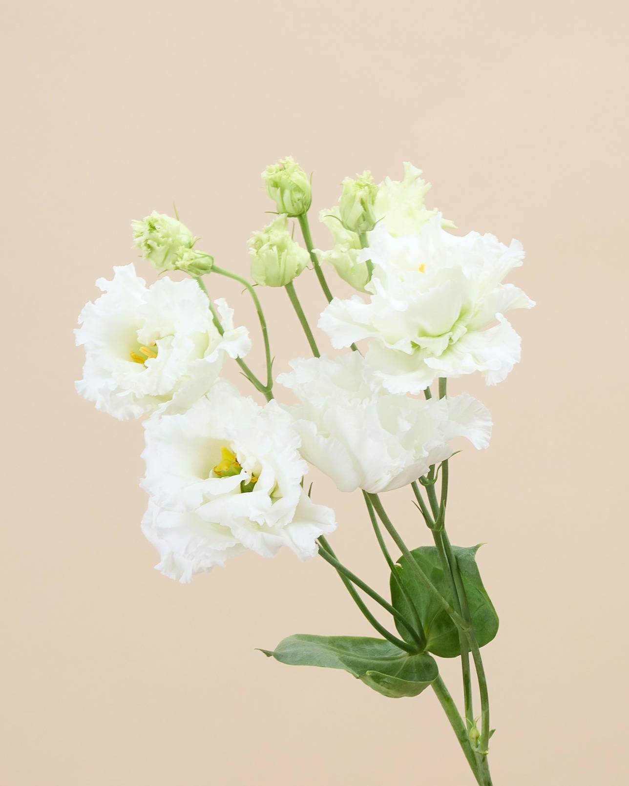 Balta eustoma