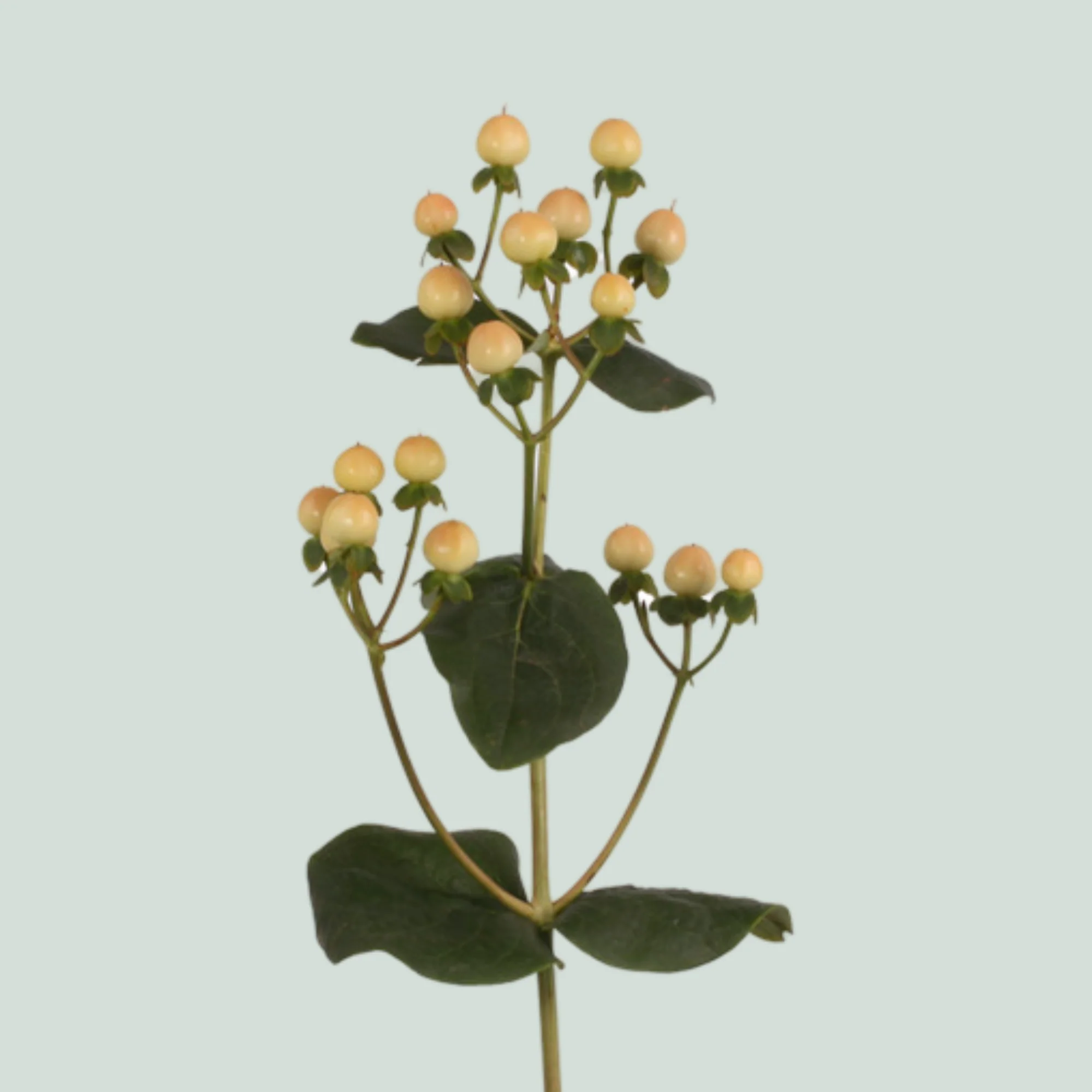 Jonažolė
