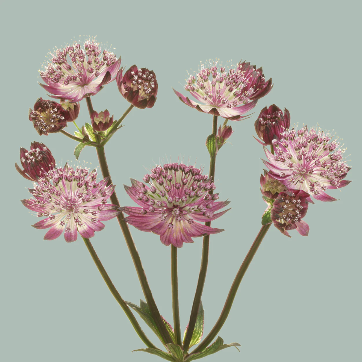 Astrancijos
